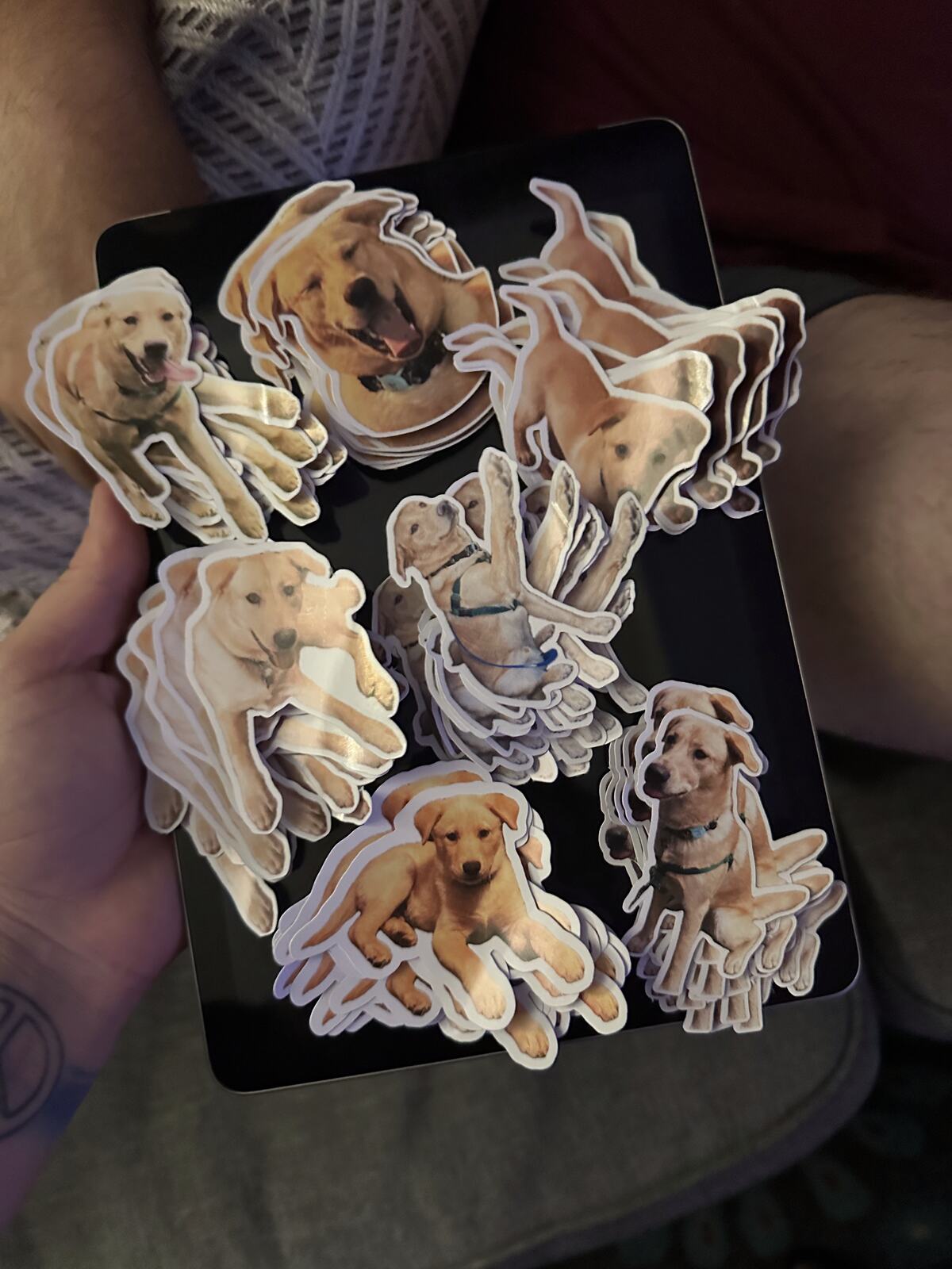 Die-cut stickers printed with photographs of a golden retriever