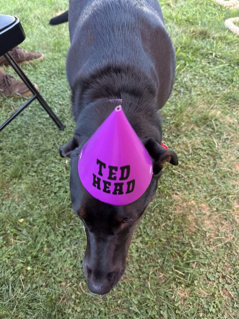 A dog wearing a custom party hat, sitting beside a balloon
